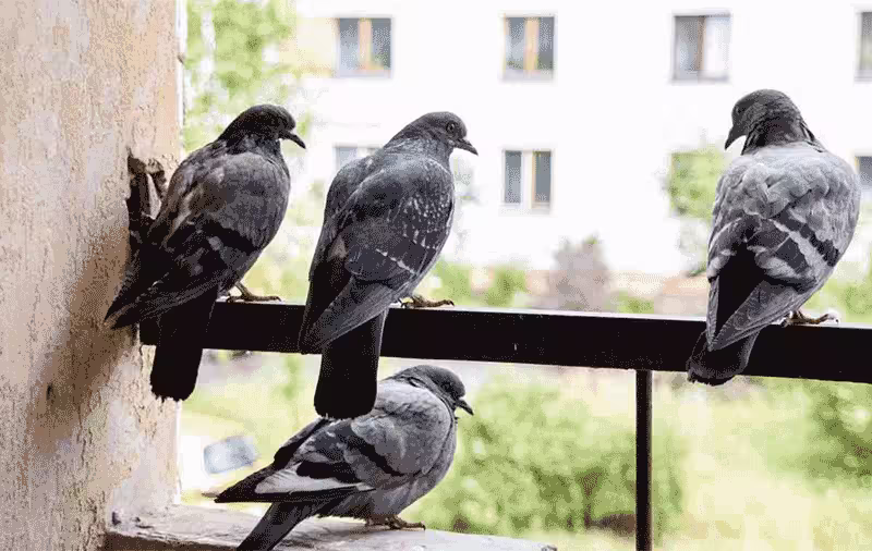 Sopralluogo per derattizzazione roma est